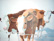 english_cows